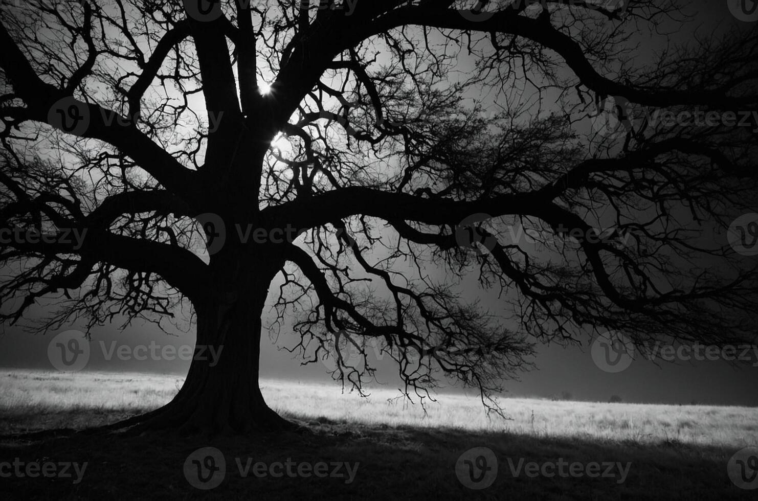 Black and white photograph of a tree in the dark photo