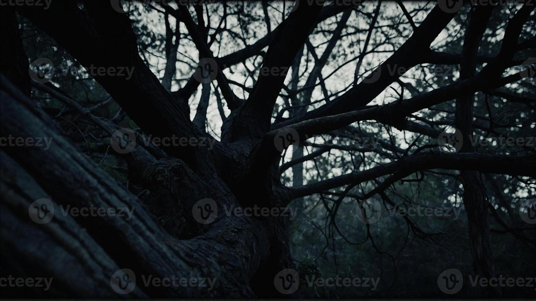 A dark tree in the woods with no leaves photo