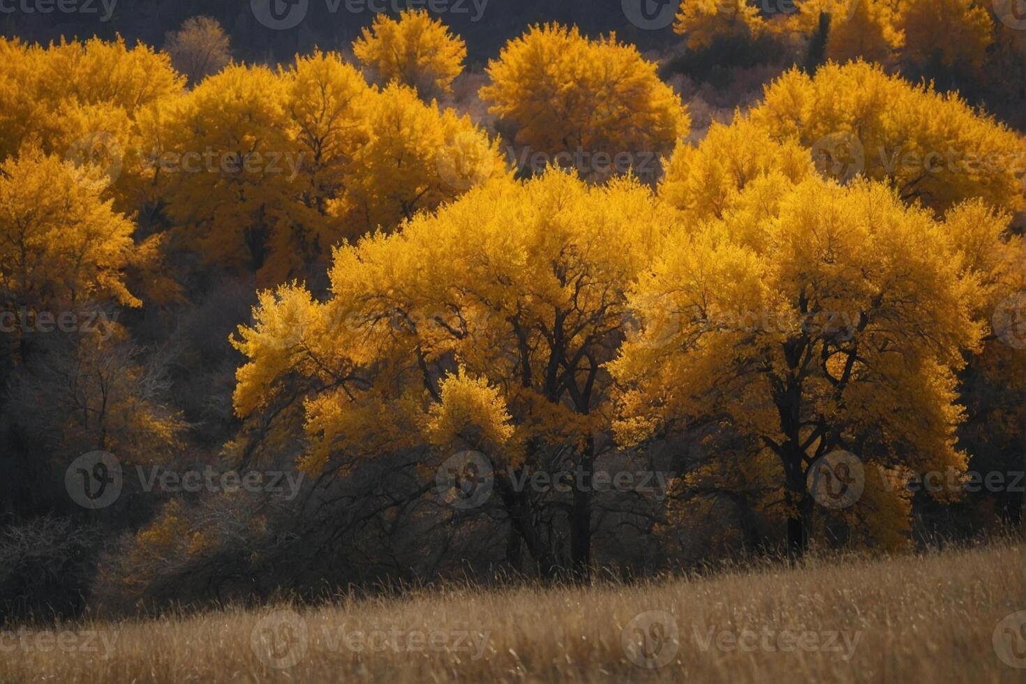 Golden aspen trees in the fall photo