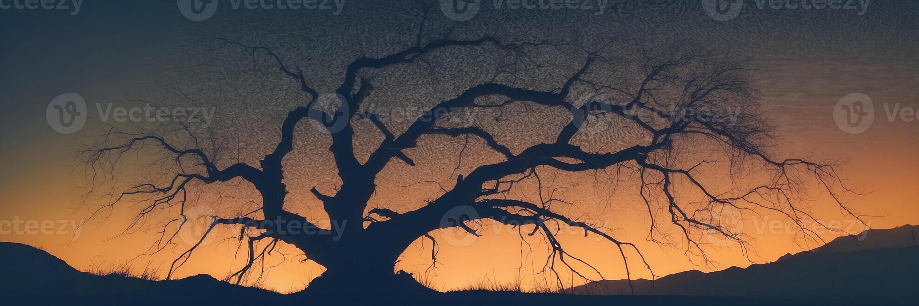 A tree silhouetted against the sunset photo