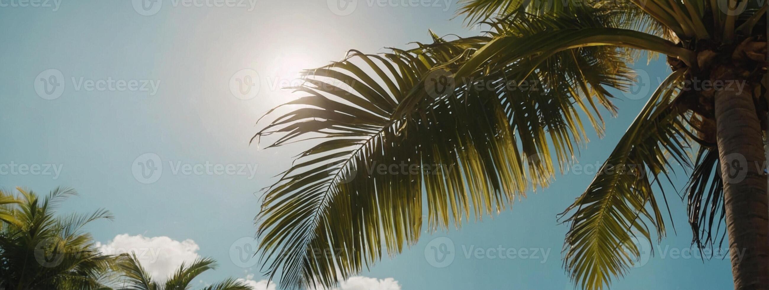 Palm trees in the sun with blue sky photo