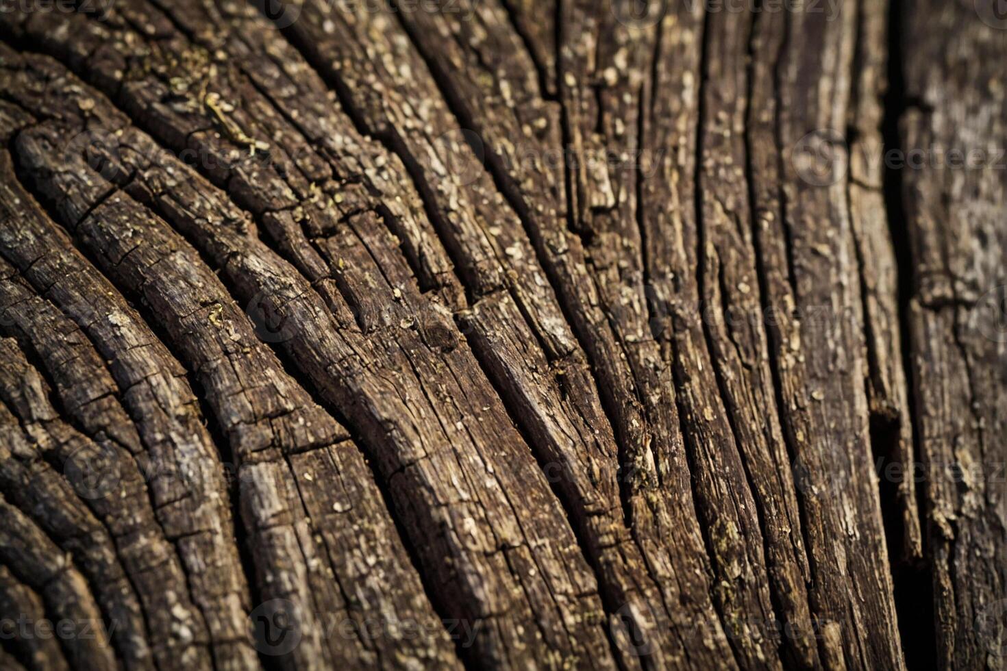 Close up of a wood texture with a pattern photo