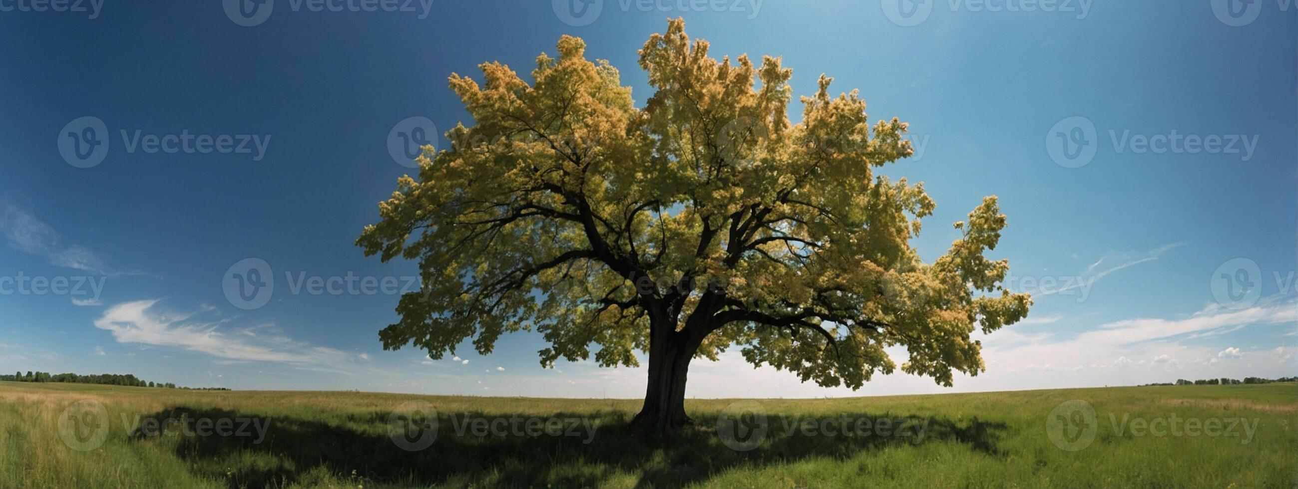 A tree in a field with a blue sky photo