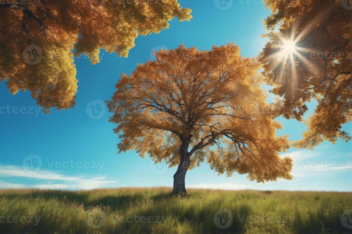 A tree in the middle of a field with the sun shining through photo