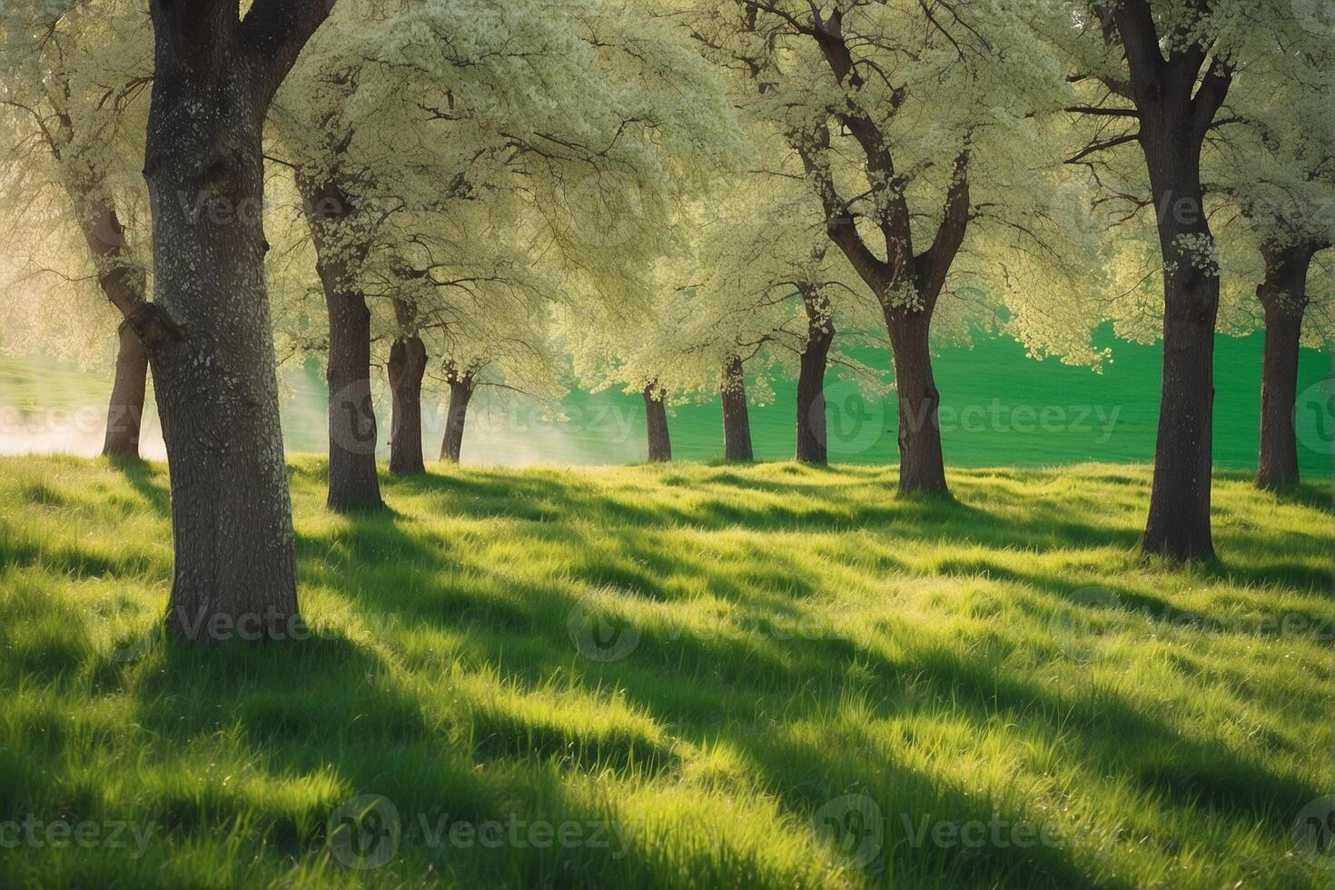 A field of trees with green grass and trees photo