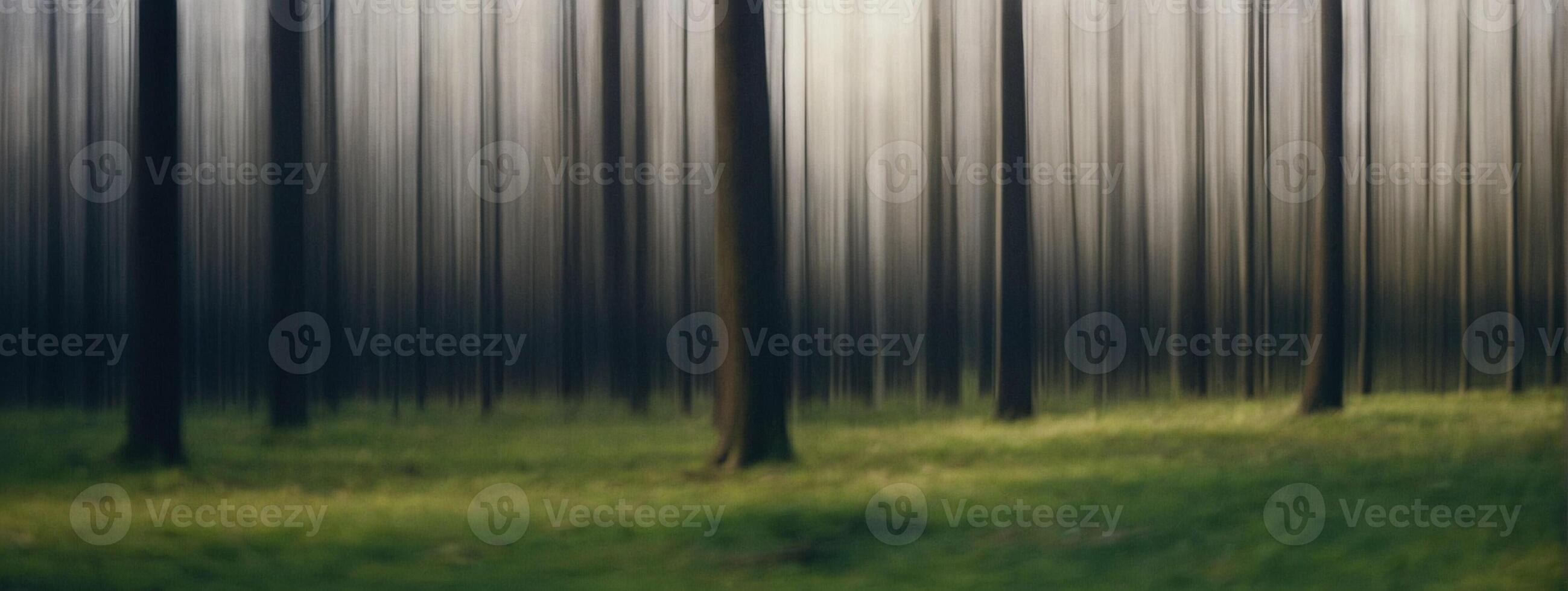 A forest with trees in the background photo