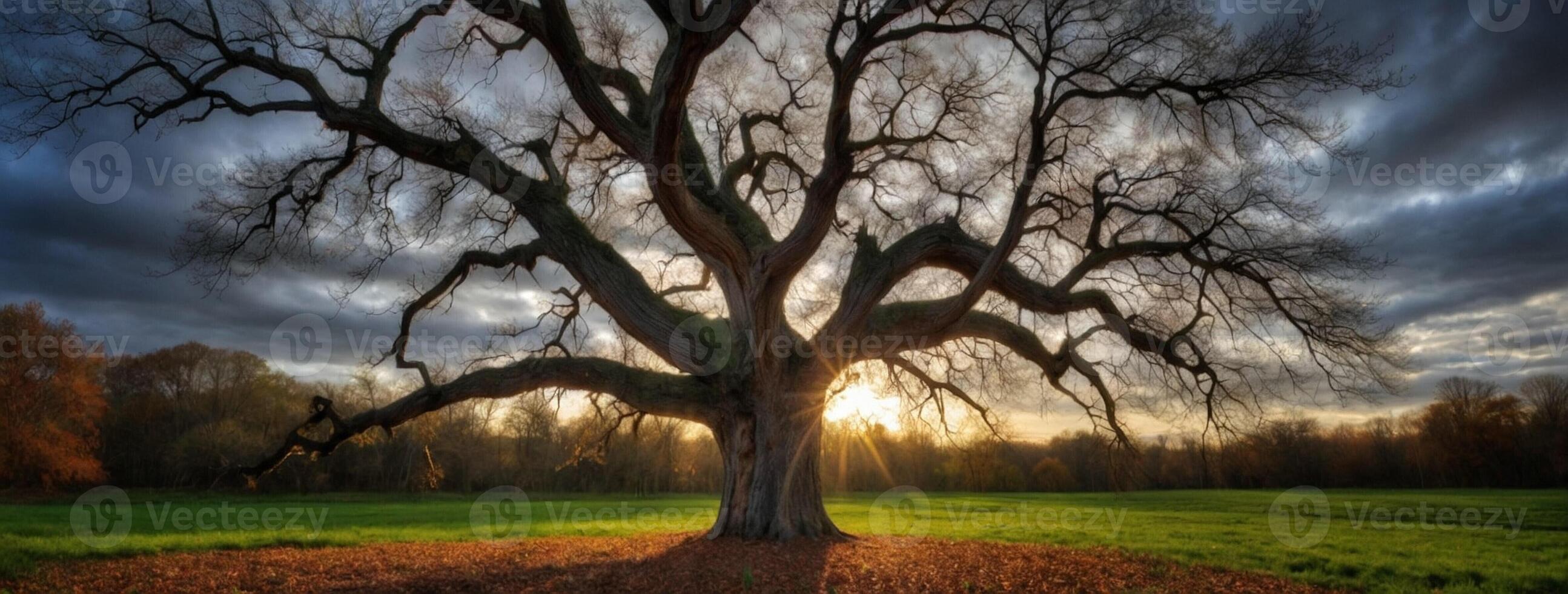 A large tree in the middle of a field photo