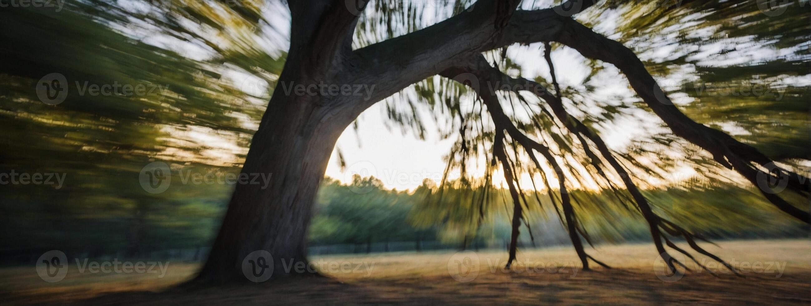 A blurry image of a tree in the grass photo