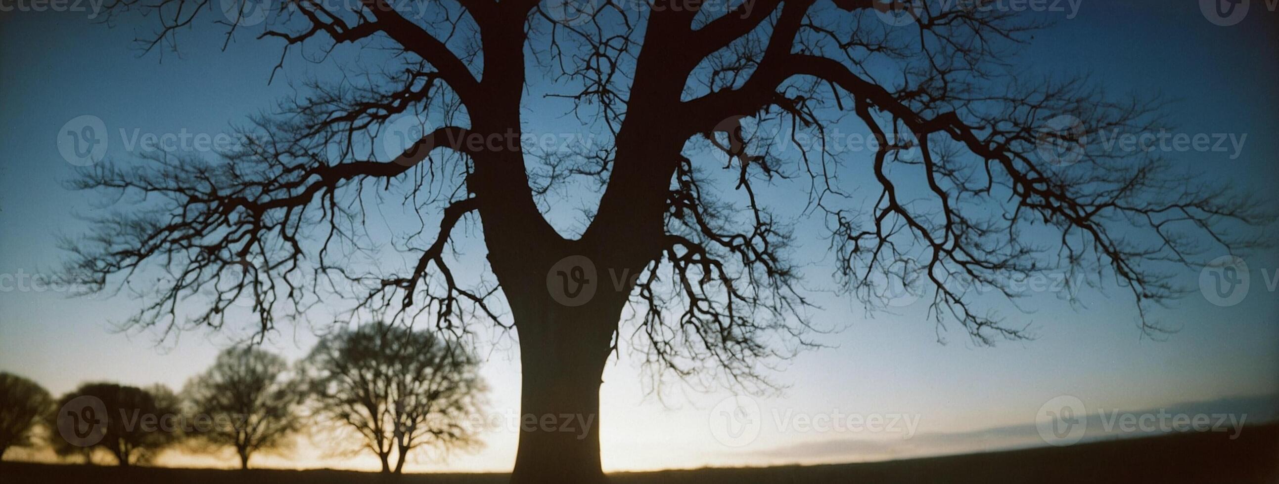 A tree with no leaves in the middle of a field photo