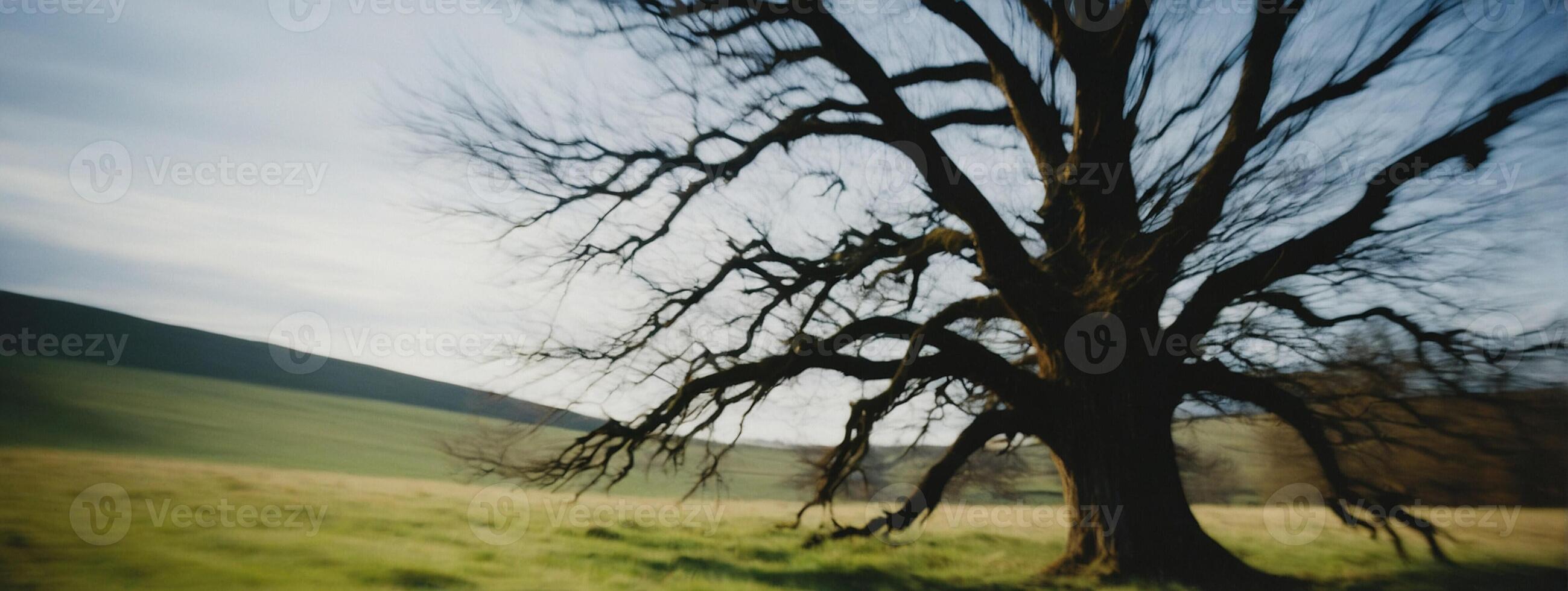 A blurry image of a tree in a field photo