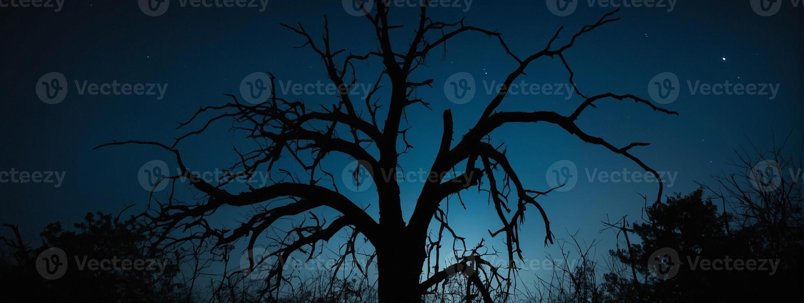 A dead tree in the dark with a starry sky photo