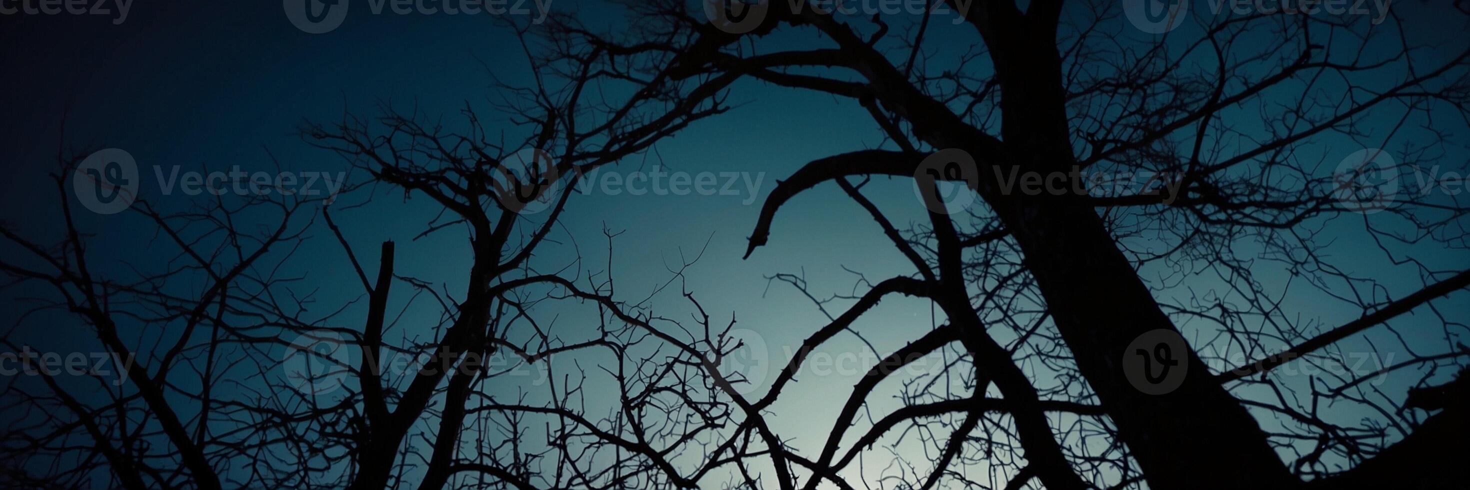 A dark night sky with trees and no leaves photo