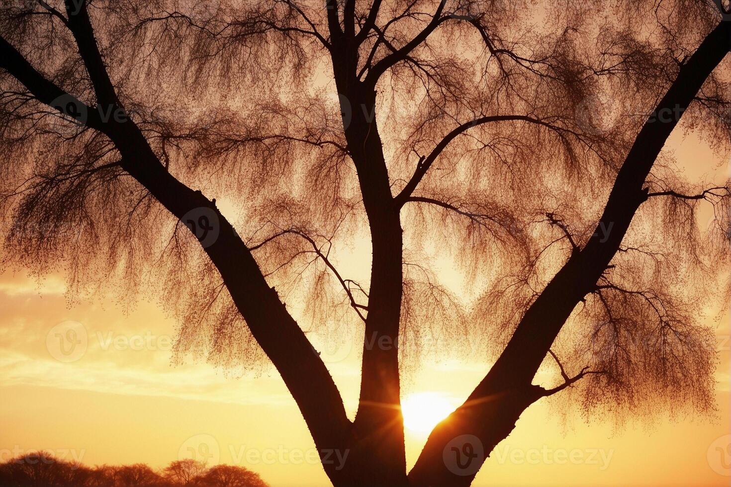 A tree with a sunset in the background photo