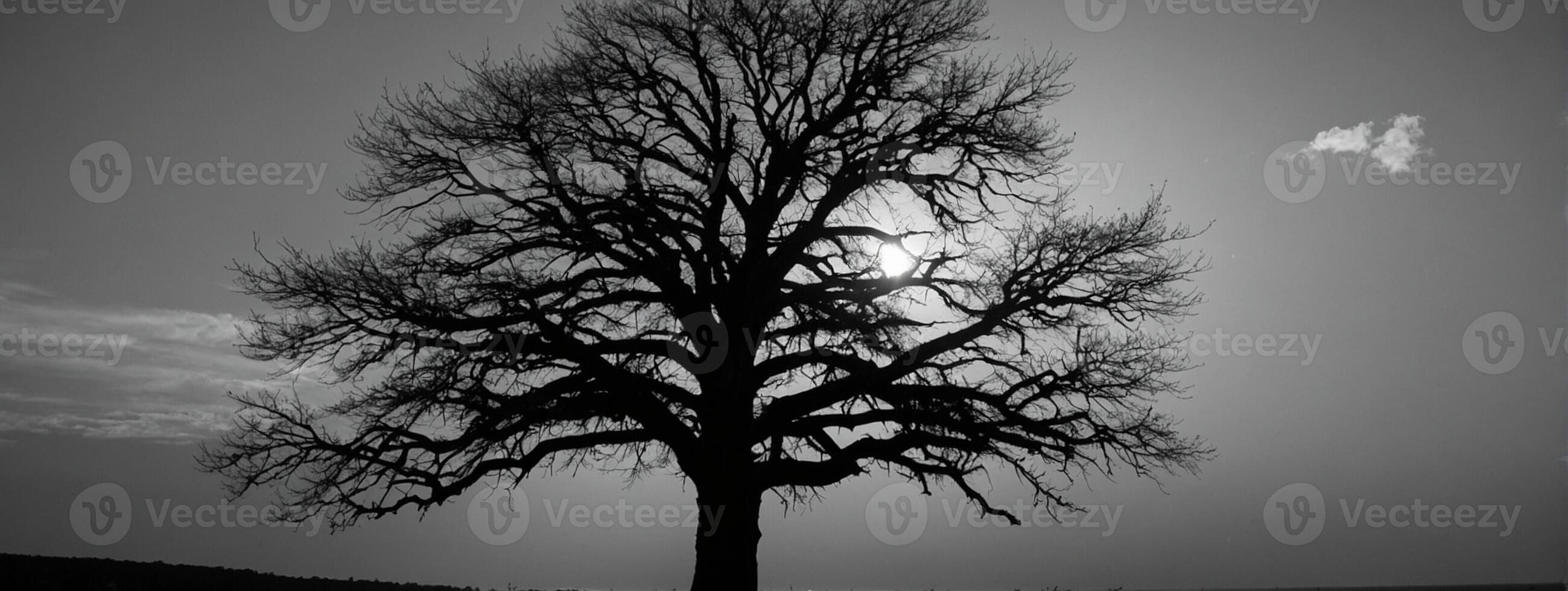 Black and white photograph of a tree in the sun photo