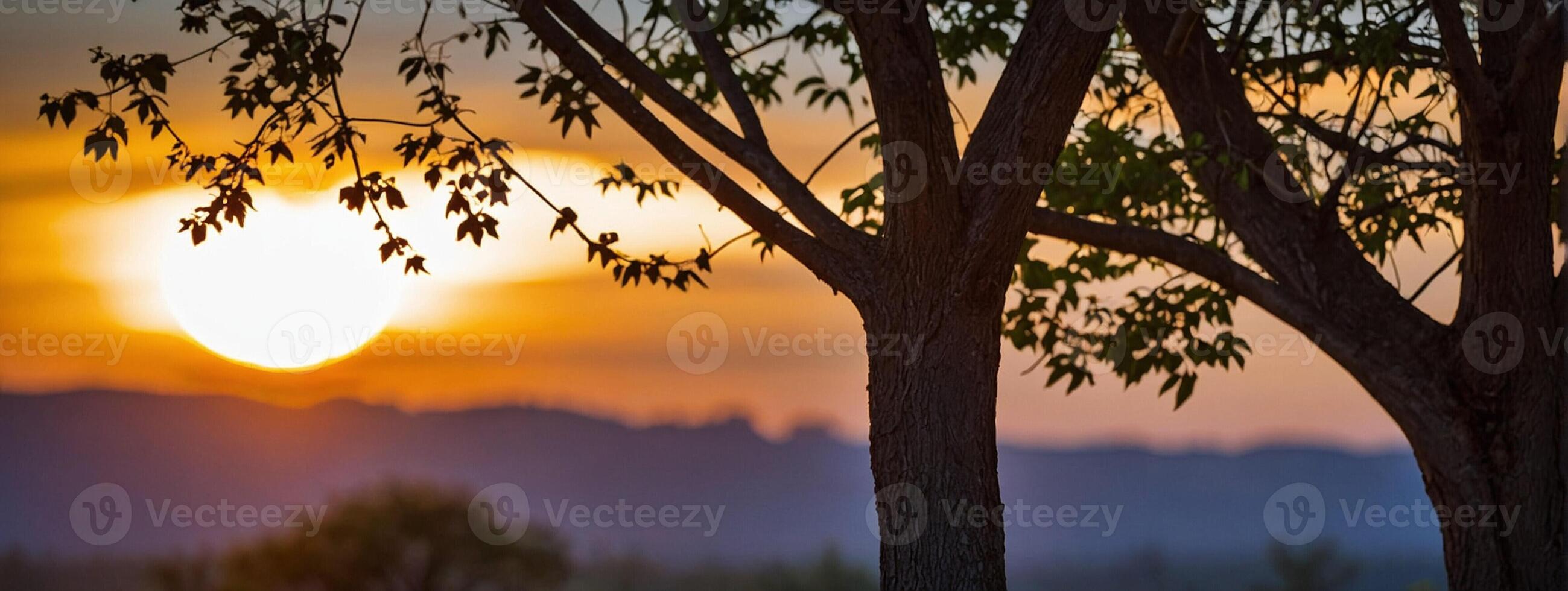 A tree with a sunset in the background photo