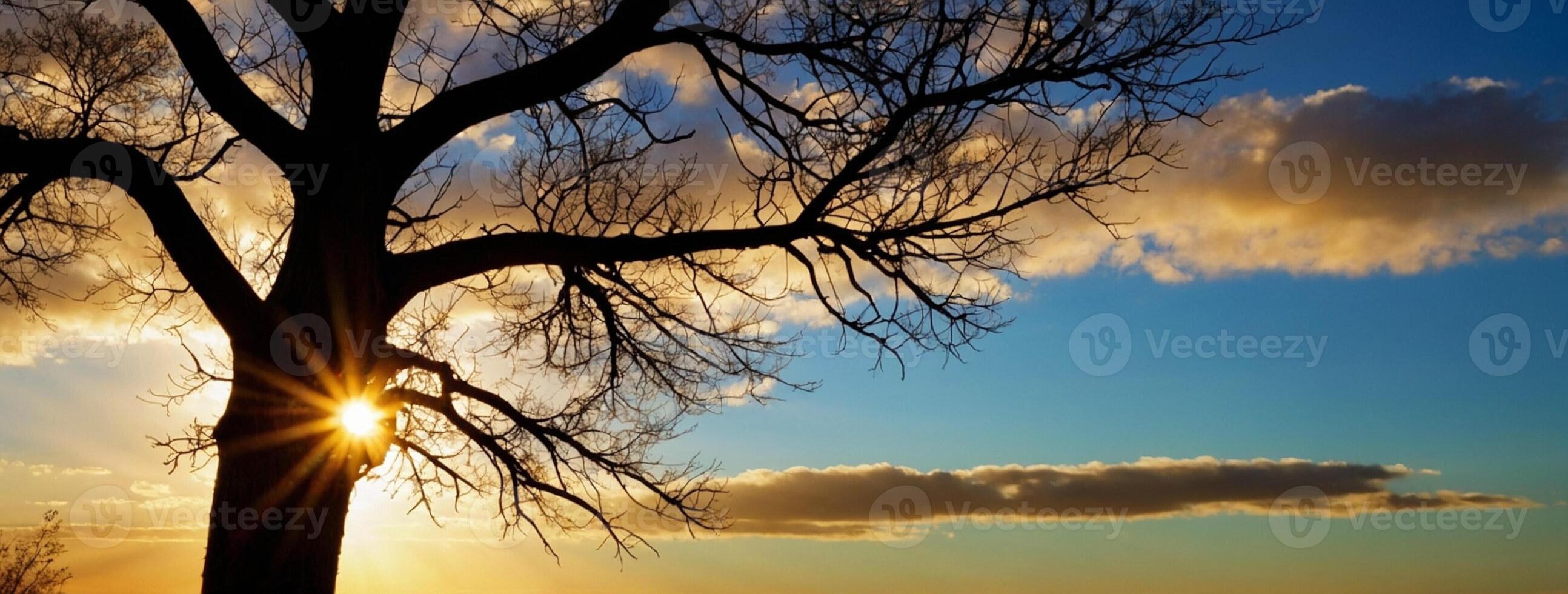 A tree is silhouetted against the sun in the sky photo