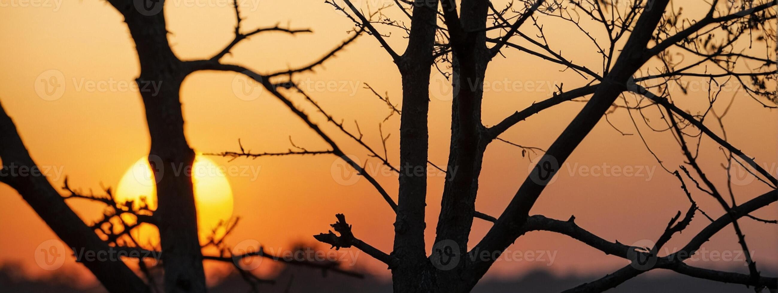 A bird is sitting on a tree branch at sunset photo