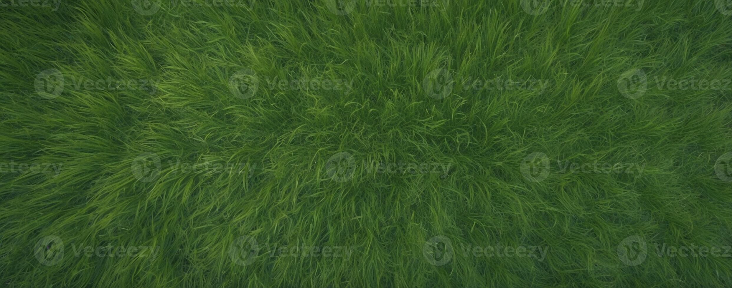 A green grass field with a lot of grass photo