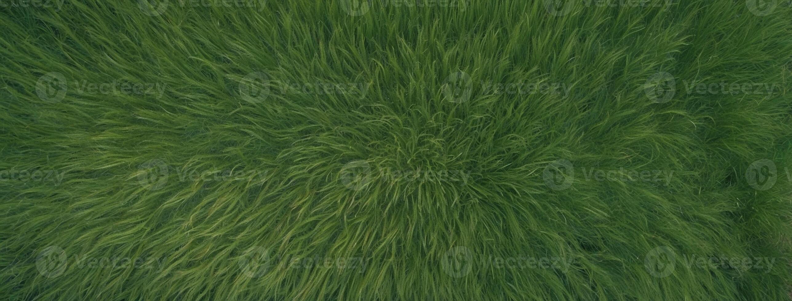 A green field with grass and trees photo