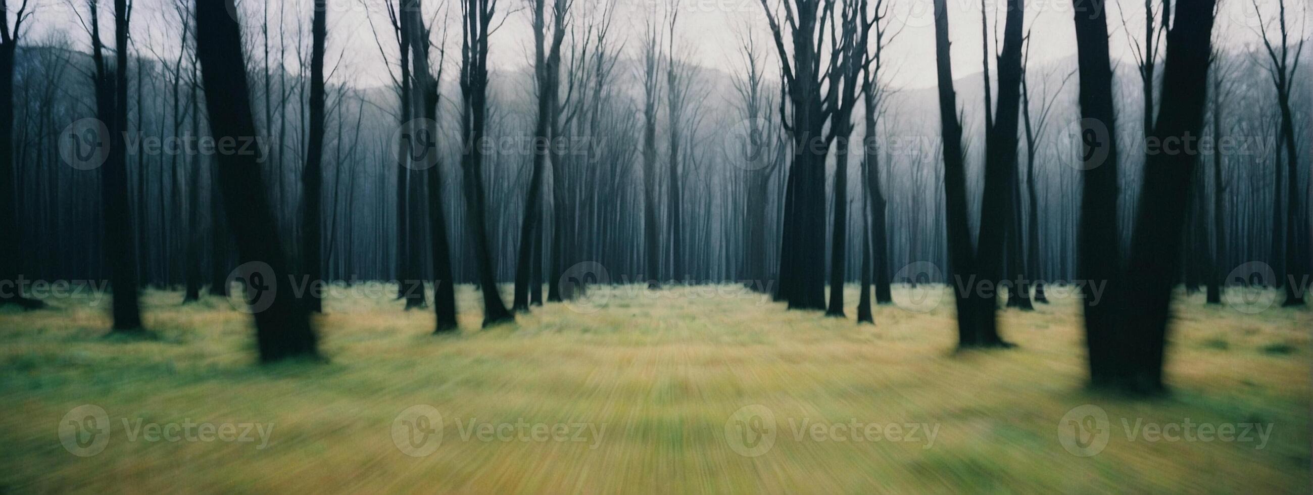 A forest with trees in the background photo