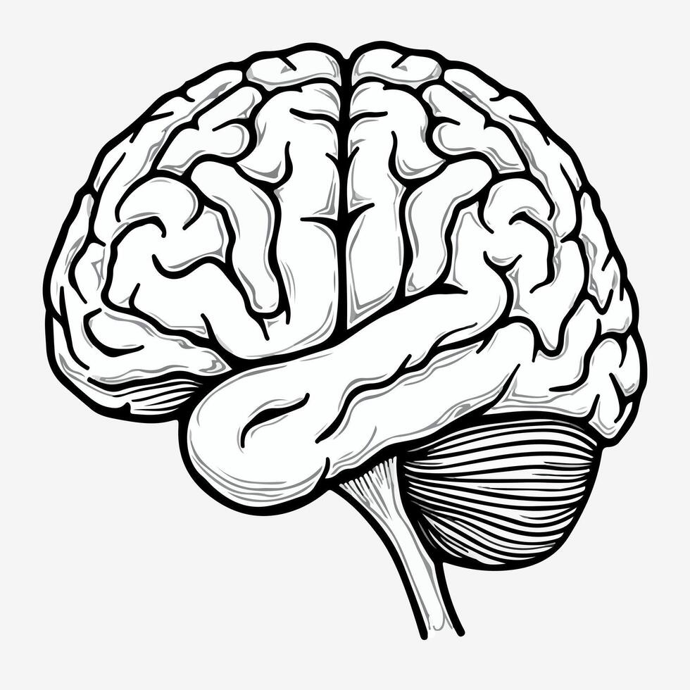 a drawing of a brain that is black and white vector