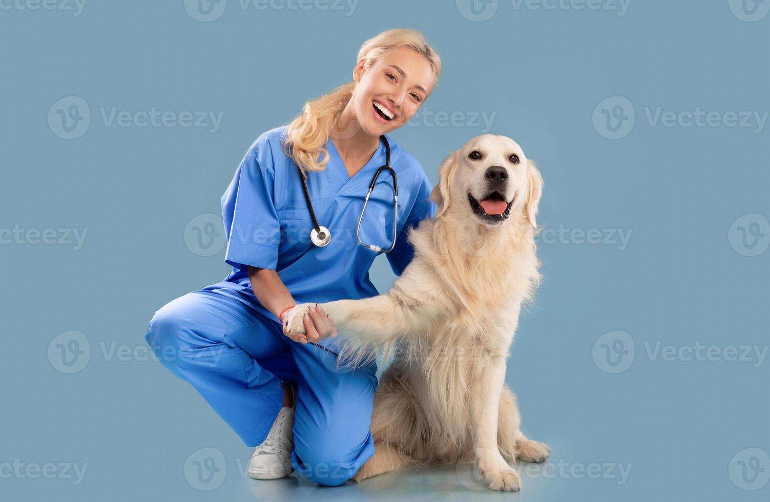 Veterinary Clinic Advertisement Concept. Happy Female Nurse In Scrubs Uniform And Stethoscope Posing With Dog, Holding Labrador's Paw Sitting On Floor Looking At Camera Isolated Blue Studio Background photo