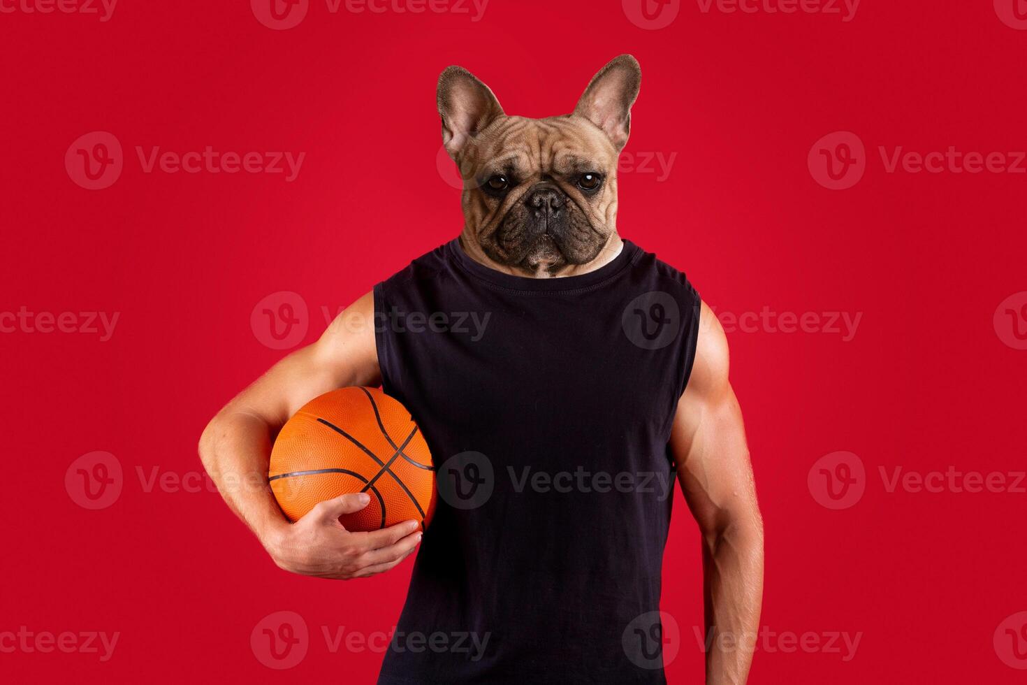 A man with a French Bulldog head is dressed in a black sleeveless shirt, holding a basketball in his left hand. The backdrop is a solid red. photo
