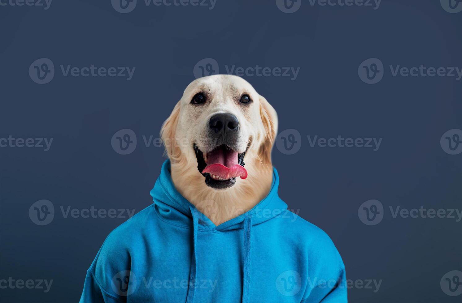 A cheerful golden retriever sits proudly, donning a vibrant blue hoodie. The dog's expression reflects happiness and playfulness, while the solid dark background enhances its bright features. photo