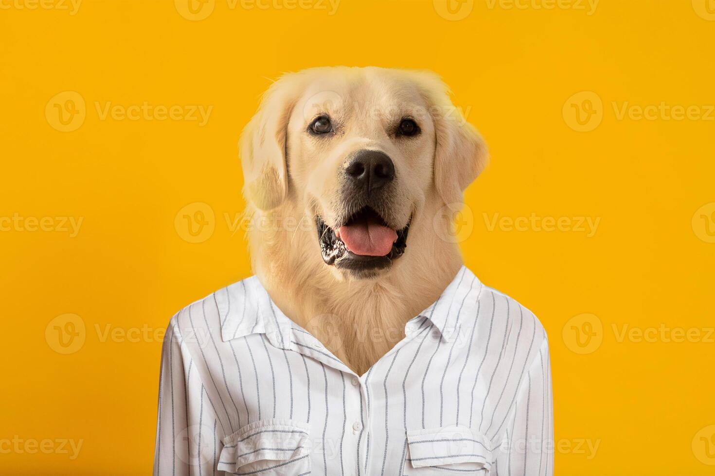 A cheerful golden retriever dons a stylish striped shirt, posing confidently in front of a vibrant yellow background. The dog's friendly expression radiates warmth and joy photo
