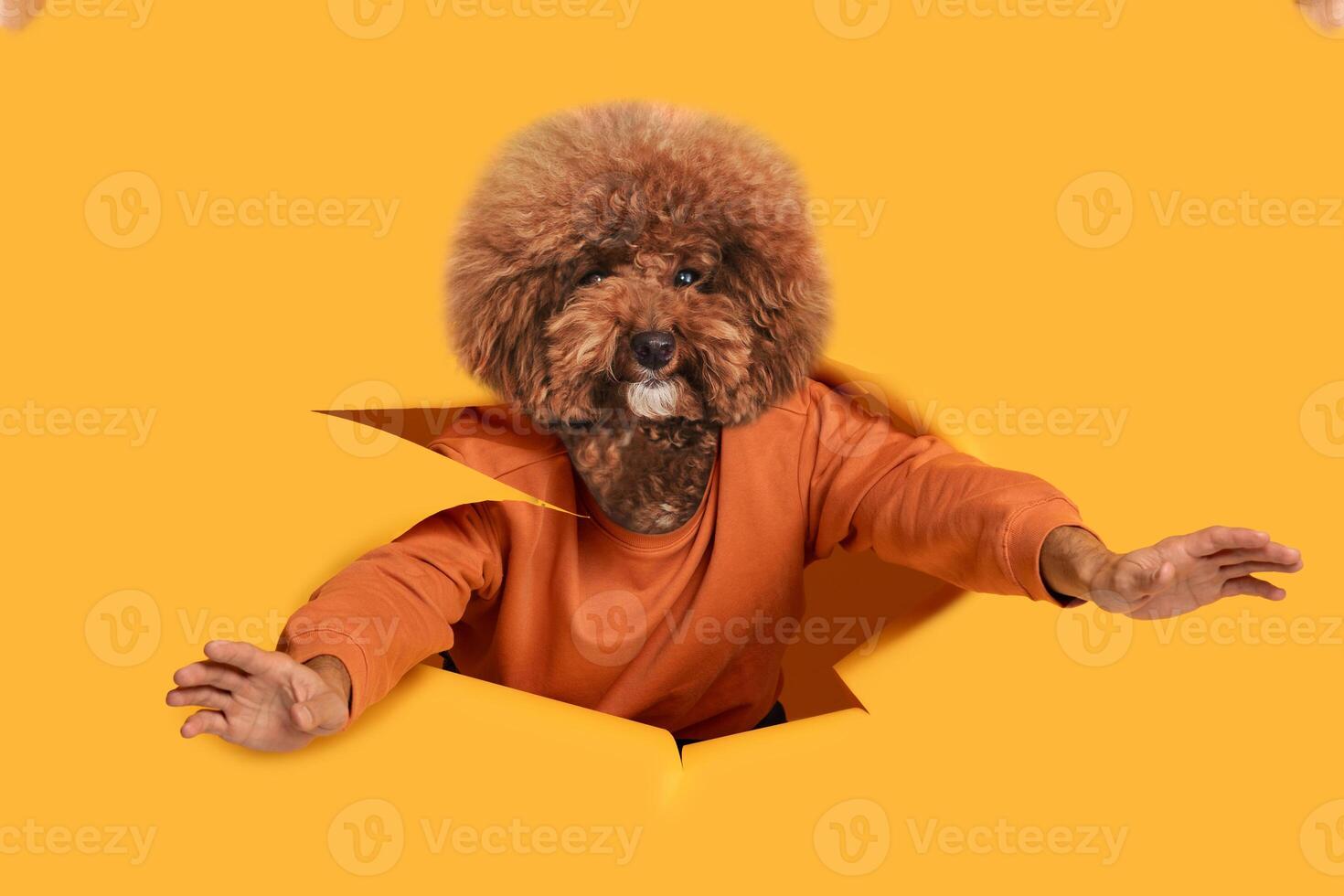 A fluffy dog appears to pop out of a bright yellow wall, showcasing its playful expression. The furry creature has mischievous eyes and a cheerful demeanor, while an arm extends out photo