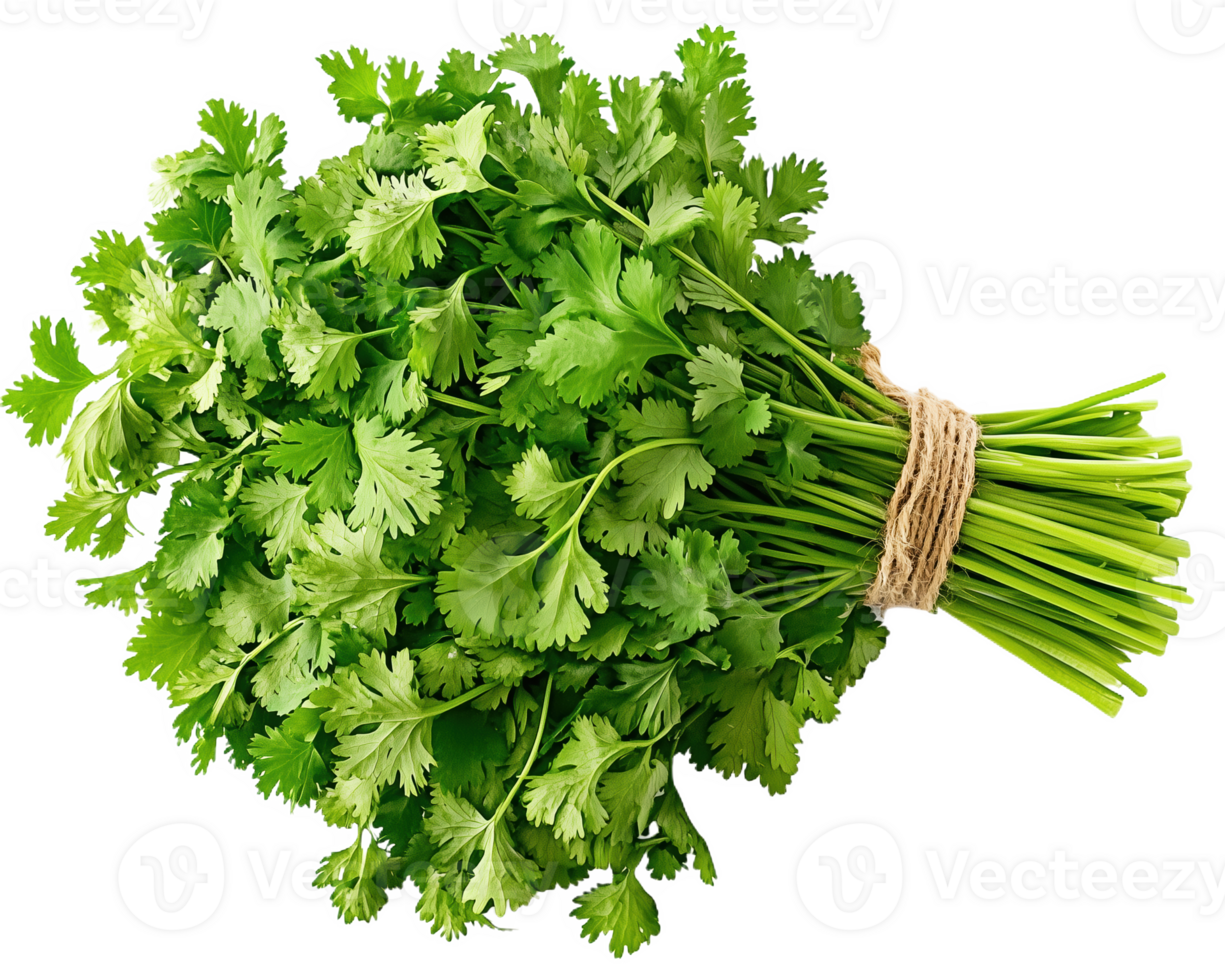 Fresh bunch of vibrant coriander herbs perfectly arranged on a clean white background png