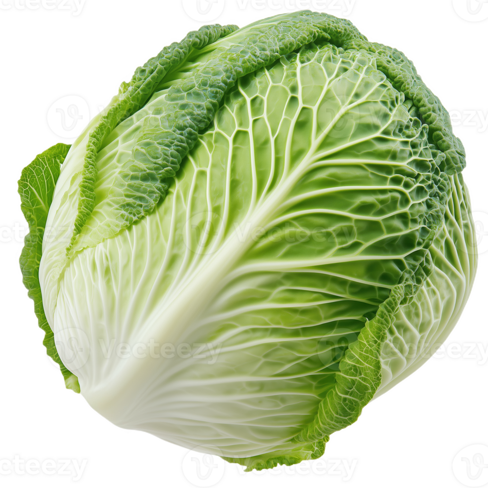A vibrant green cabbage showcasing its lush leaves in a fresh garden setting png