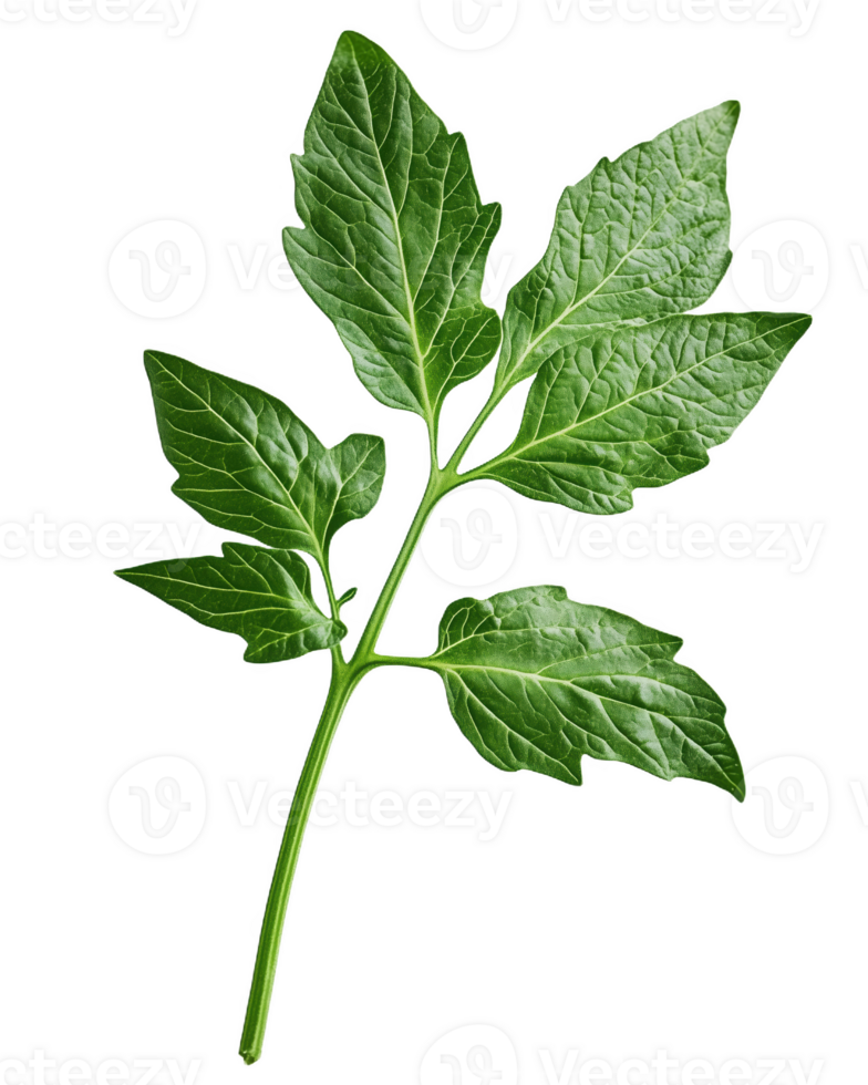 Vibrant tomato leaf showcasing intricate textures against a clean white background png