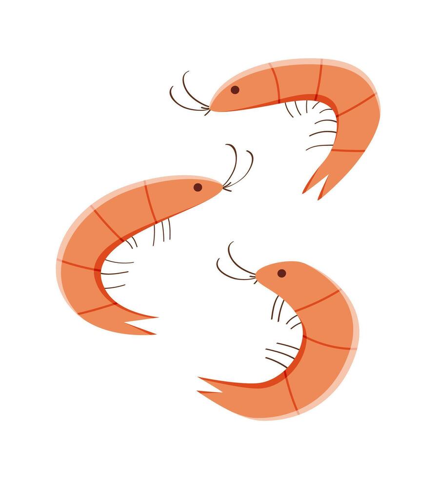 Shrimp is a set of hand drawn marine animals. illustration of seafood isolated on white. vector