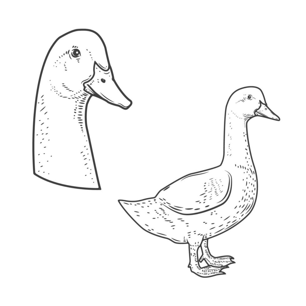 Set of goose icons isolated on white background. Design elements for logo, label, emblem, sign, poster. illustration. vector
