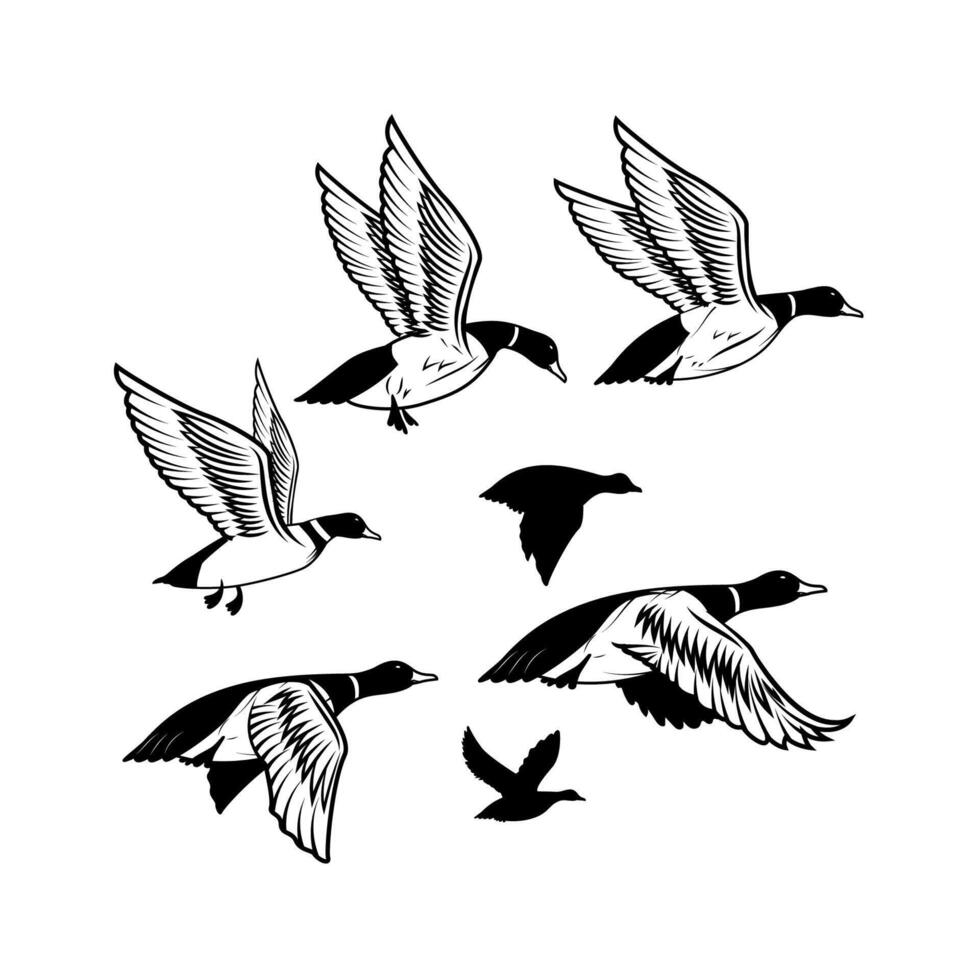Set of illustrations of wild duck, mallard. Duck hunting, ducking vector