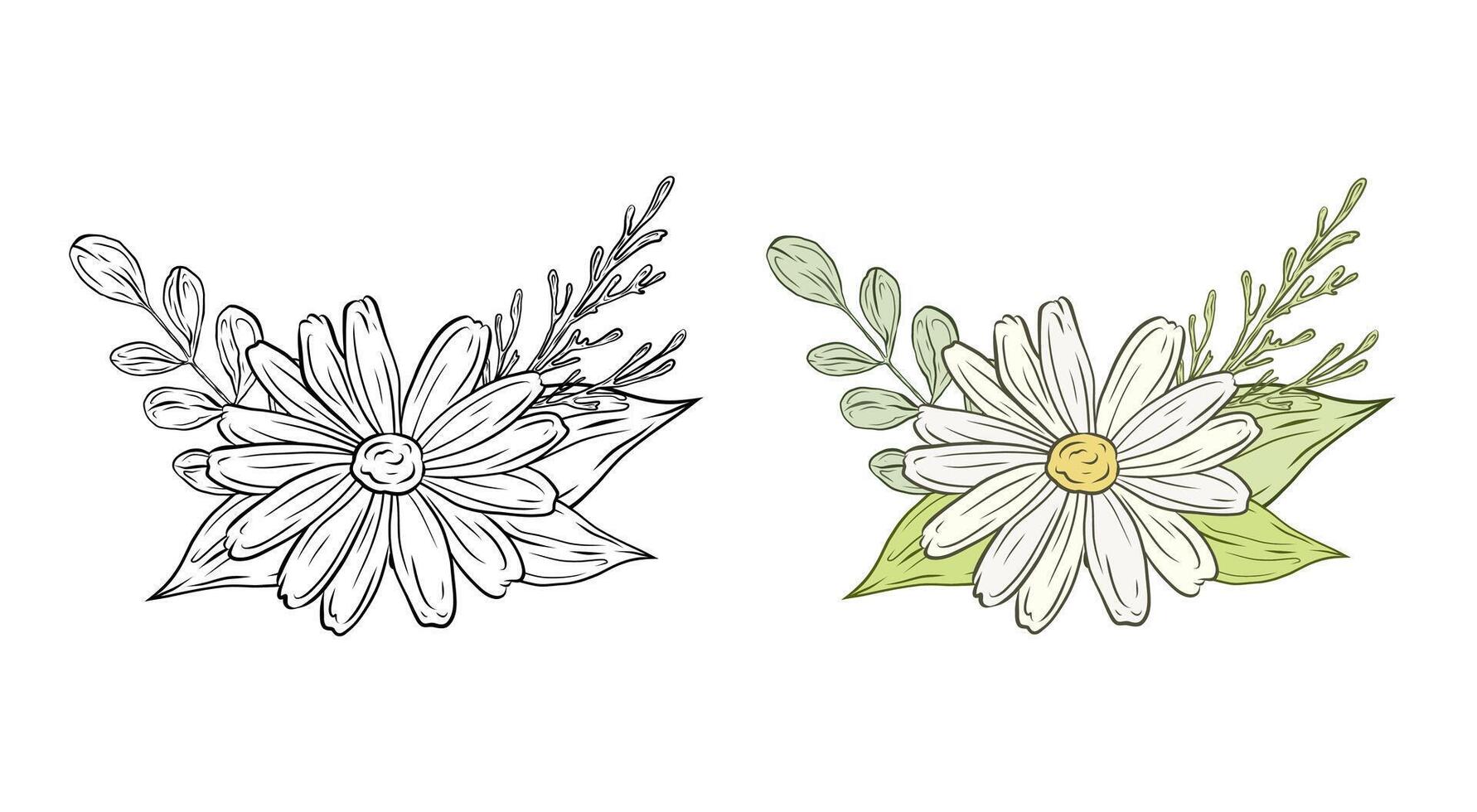 set bouquet with chamomile leaves and greenery. Composition with daisy flowers. Color and black and white graphics, illustration for design and decoration. vector