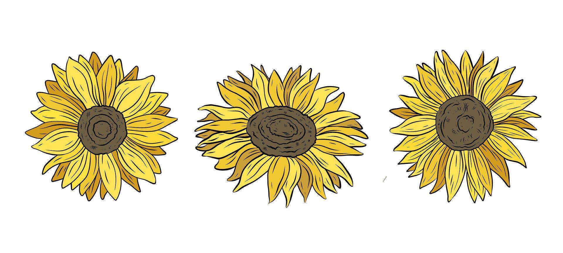set of colorful sunflowers. Hand drawn graphics, line drawing of yellow sunflower flowers. Summer and autumn design and decoration. Healthy product, seeds and oil. vector