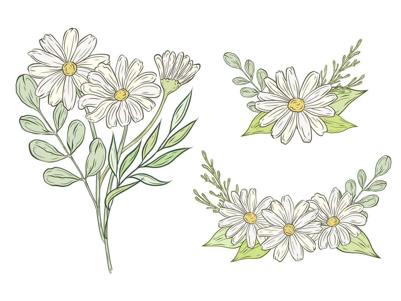 Set of color bouquets of chamomile with leaves and greenery. Hand drawn graphics, color compositions with daisy flowers. Design and decoration of cosmetics, herbal tea packaging. vector