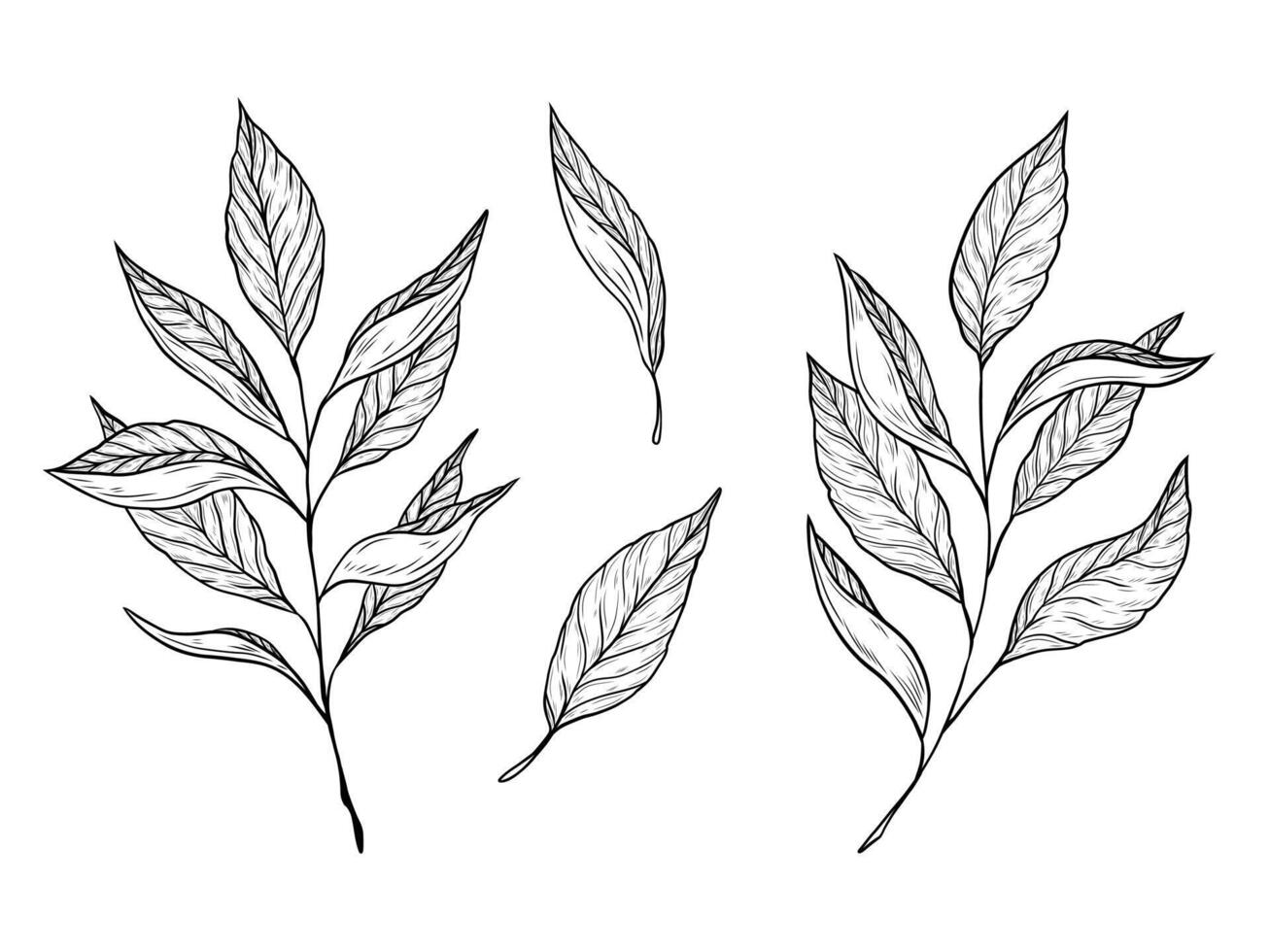 set with branches and tea leaves. Hand drawn graphics, tea leaves. Design and decoration of hot drink, green, black tea and oolong. Linear black and white drawing vector