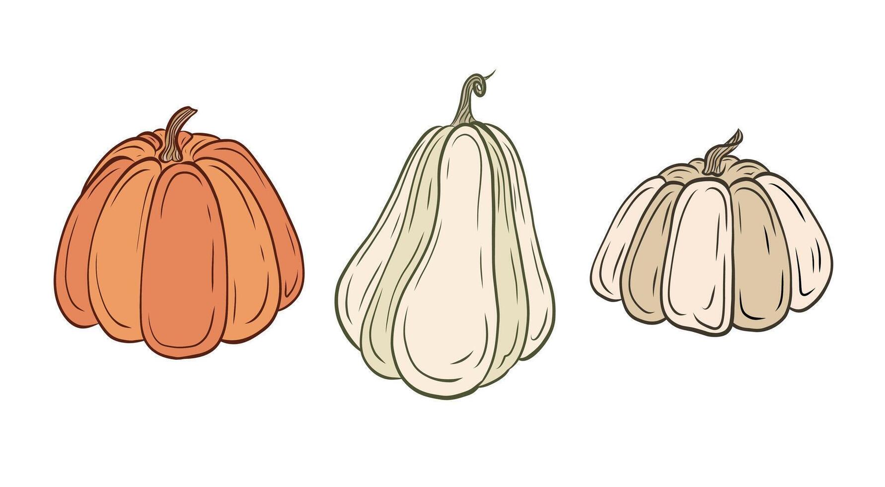 set of colored pumpkins of different shapes. Line drawing of pumpkin vegetables in doodle style. Theme of harvest, autumn menu. Color illustration for design and decoration. vector