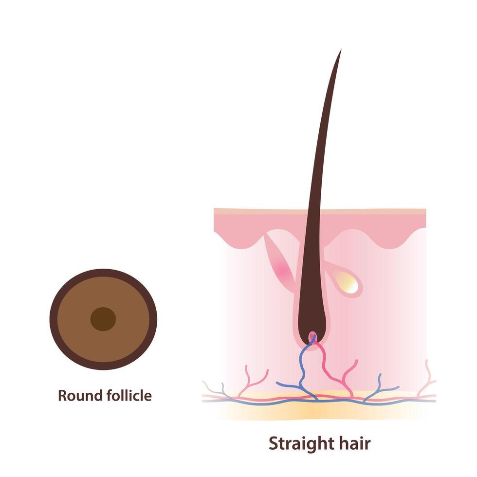 Structure of round shaped follicle and straight hair illustration isolated on white background. Cross section of round follicle produce straight hair with scalp layer. Hair anatomy concept. vector