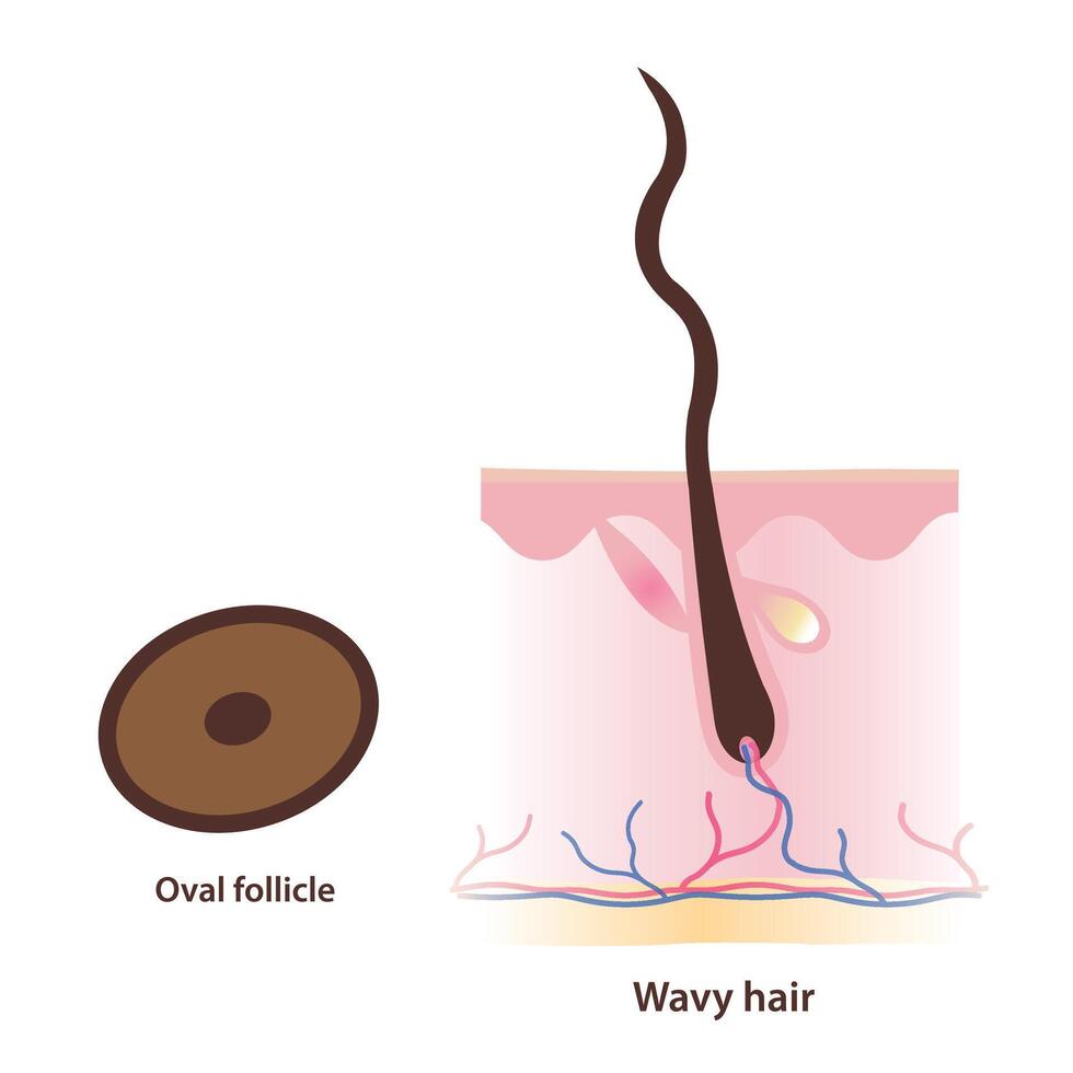 Structure of oval shaped follicle and wavy hair illustration isolated on white background. Cross section of oval follicle produce wavy hair with scalp layer. Hair anatomy concept. vector