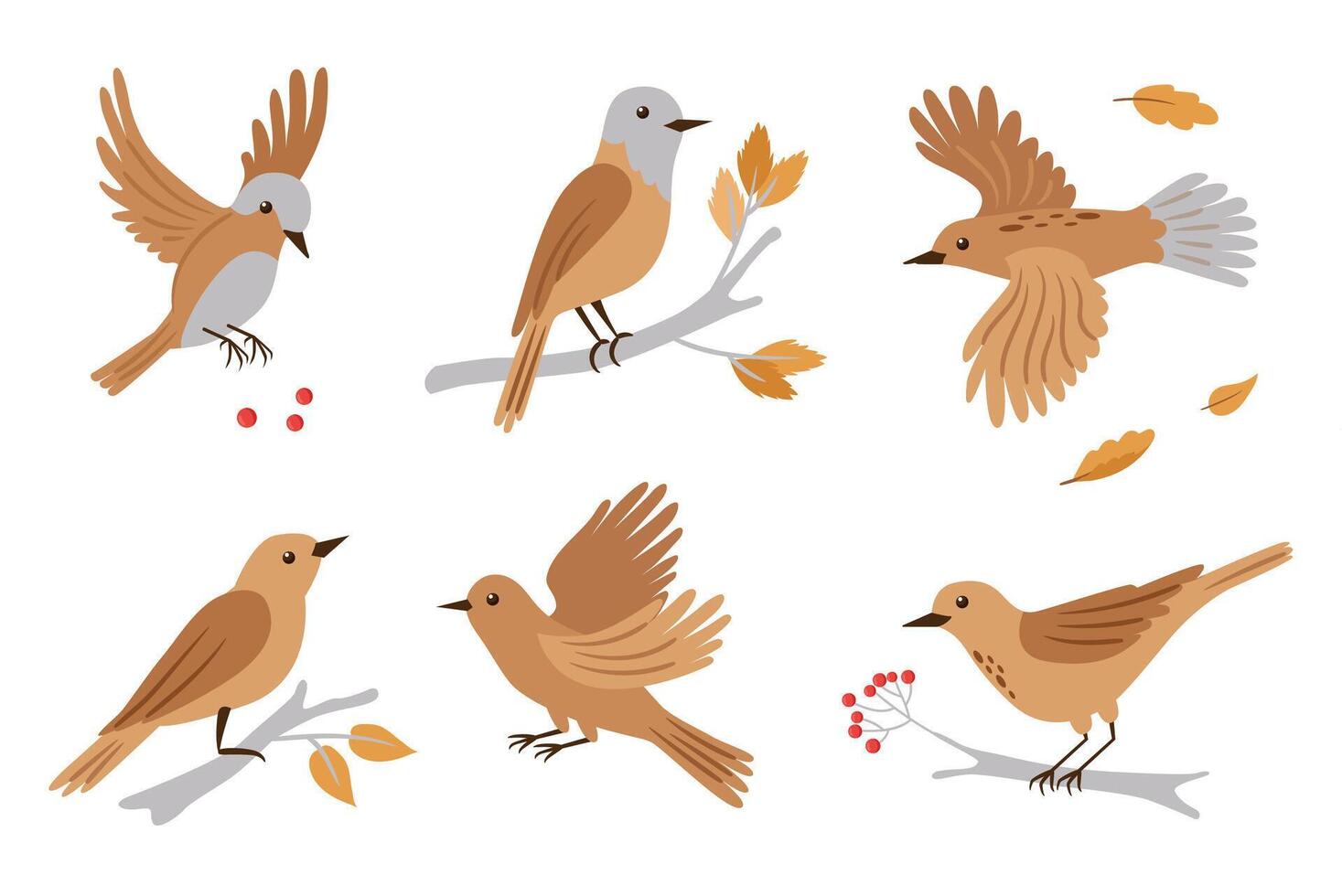 Forest birds illustration. Set of birds in different poses - bird is flying, siting on branch. cute animals on white background. vector