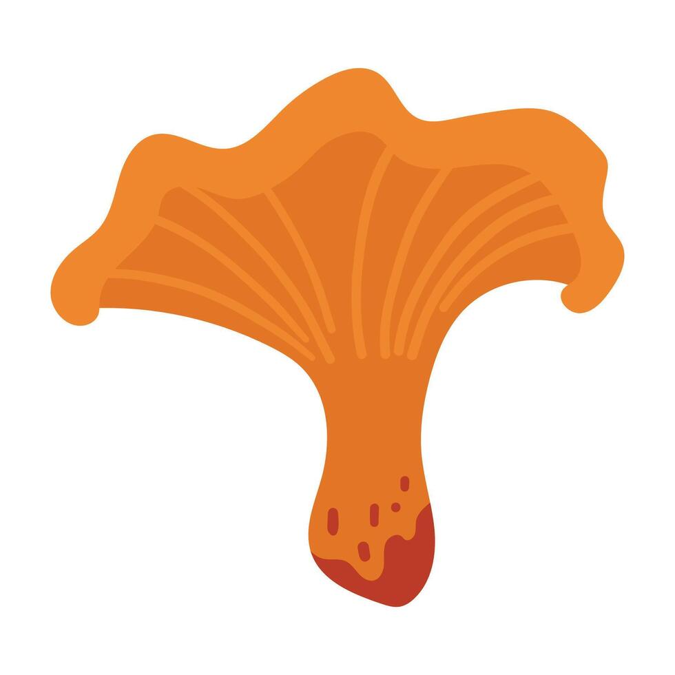 Hand Drawn Chanterelle Mushroom Hand Drawn Illustration Isolated on White Background. Autumn Forest Harvest. Fall Season Flora vector