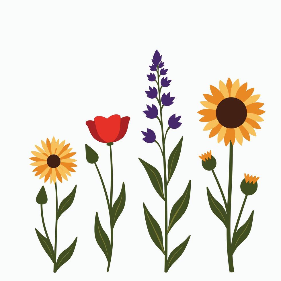 Illustration of vibrant wildflowers including sunflower, poppy, lavender, and daisies against a white background. vector