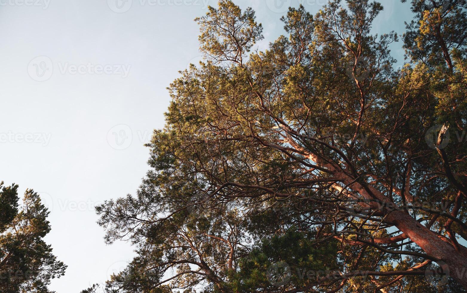 A view of tall trees in a forest photo