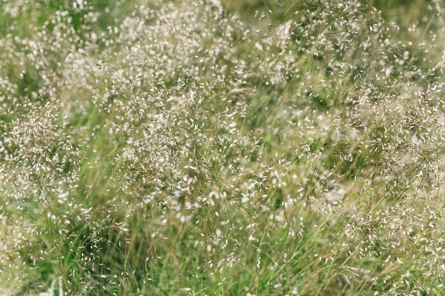 A field of grass with white flowers photo
