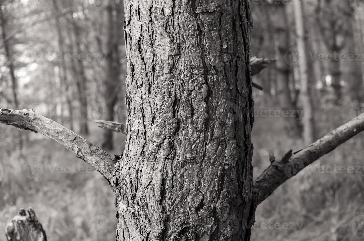 A black and white photo of a tree trunk