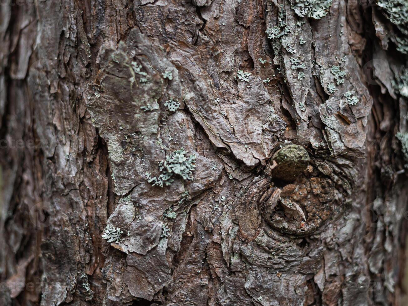 A close up of a tree with lichen on it photo